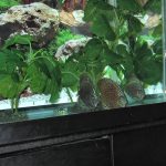 German Red Turquoise Discus, Red Base photo review