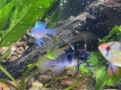 Jet Black German Ram Cichlid photo review