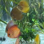 Golden Melon Throwback Discus photo review