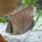 Mosaic Turquoise Discus, Blue Base photo review