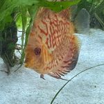 Red Pigeon Snakeskin Discus photo review