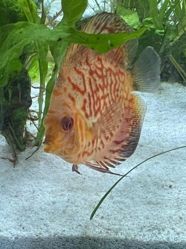 Red Pigeon Snakeskin Discus photo review