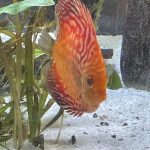 Golden Melon Throwback Discus photo review
