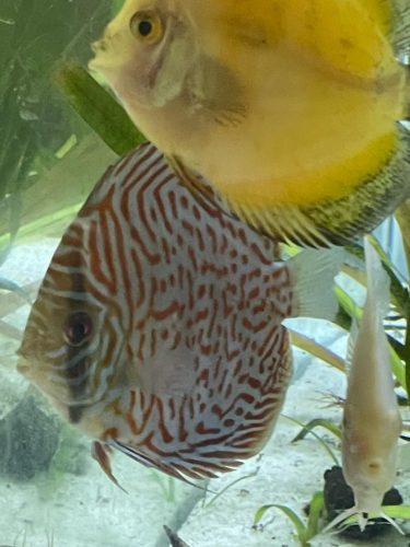 Mosaic Turquoise Discus, Blue Base photo review