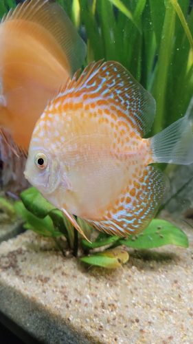 Golden Pigeon Leopard Discus, White Base photo review