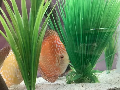 Snow Leopard Discus, Dense Pattern photo review