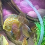 Golden Pearl Pigeon Snakeskin Discus photo review