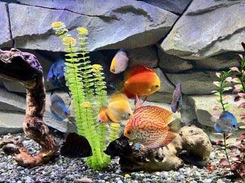 Golden Calico Discus photo review