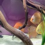 Blue Tiger Carnation Turquoise Discus photo review