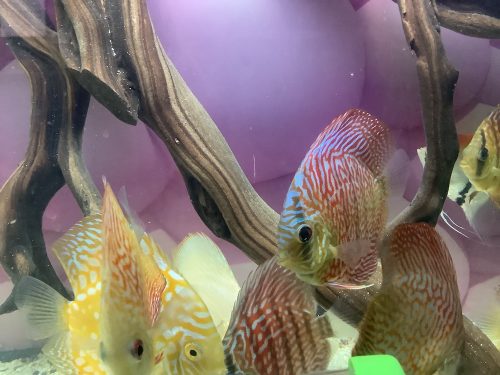 Blue Tiger Carnation Turquoise Discus photo review