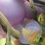 Blue Tiger Carnation Turquoise Discus photo review