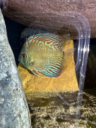 German Red Turquoise Discus, Blue Base photo review
