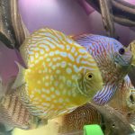 Golden Pearl Pigeon Snakeskin Discus photo review