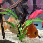 Red Super Eruption Discus, High Body photo review