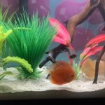 Red Super Eruption Discus, High Body photo review