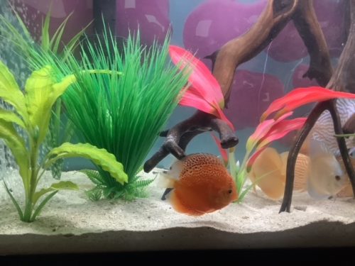 Red Super Eruption Discus, High Body photo review