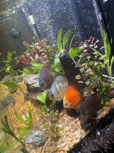 Tangerine Golden Melon Discus photo review