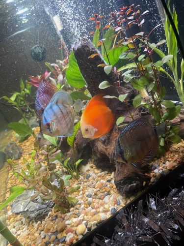Striated Cobalt Discus photo review