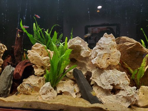 Cardinal Tetra (As seen at National Aquarium), Fat AAA Grade photo review