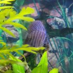 Red Tiger Turquoise Discus photo review