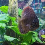 Red Tiger Turquoise Discus photo review