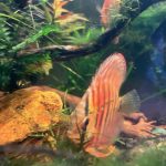 Red Turquoise Alenquer Cross Discus, Brown Base photo review