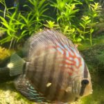 Red Turquoise Alenquer Cross Discus, Brown Base photo review