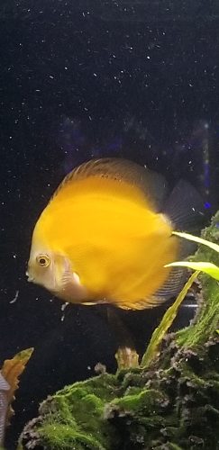 Golden Lollipop Discus photo review