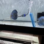 Neon Sapphire, Proven Breeding Pair photo review