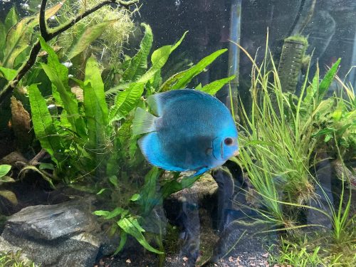 High Bodied Blue Diamond Discus With Deep Blue Gene photo review