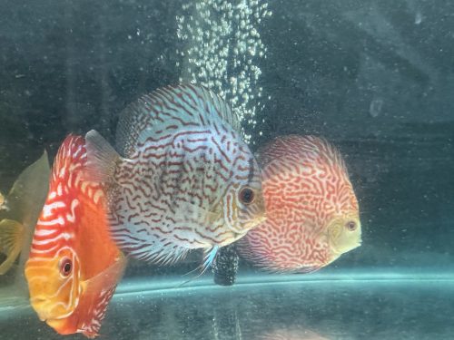 Brilliant Blue Turquoise Discus, Green Base photo review