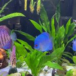 Ocean Green Snakeskin Discus photo review