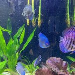 Ocean Green Snakeskin Discus photo review