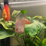Snow White Discus photo review
