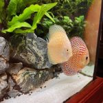 Classic Leopard Discus, Blue Base photo review