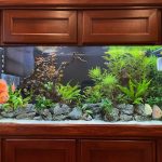 Marlboro Red Panda Discus photo review