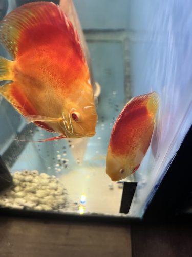 Albino Golden Melon, Proven Breeding Pair photo review