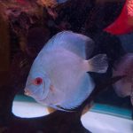 High Bodied Blue Diamond Discus With Deep Blue Gene photo review