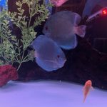High Bodied Blue Diamond Discus With Deep Blue Gene photo review