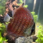 Super Pigeon Snakeskin Discus, Yellow Base photo review