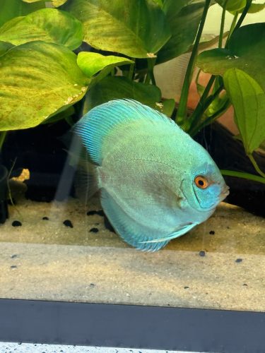 Blue Diamond Discus With Deep Blue Gene photo review