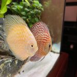 Classic Leopard Discus, Blue Base photo review