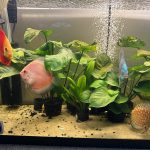Snow White Discus photo review