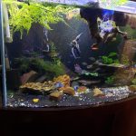 Cardinal Tetra (As seen at National Aquarium), Fat AAA Grade photo review