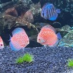 Orange Checkerboard Pigeon Discus photo review