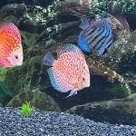Orange Checkerboard Pigeon Discus photo review
