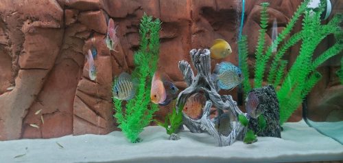 Striated Cobalt Discus photo review