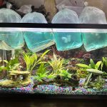 German Electric Blue Chili Ram Cichlid photo review