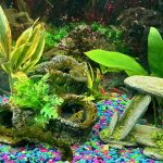 German Electric Blue Chili Ram Cichlid photo review