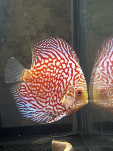Super Pigeon Snakeskin Discus, Yellow Base photo review